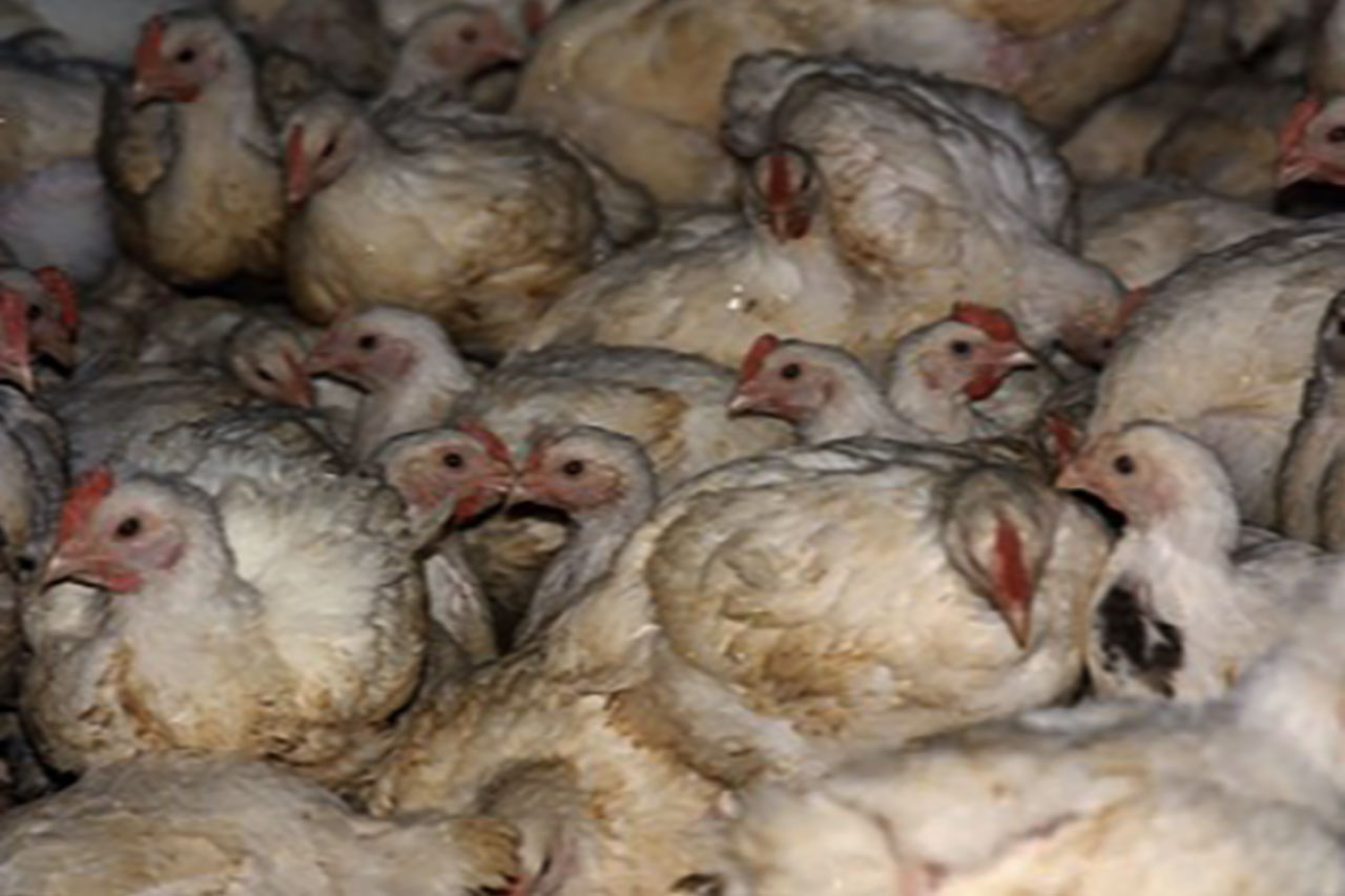 Broiler chickens crammed together indoors