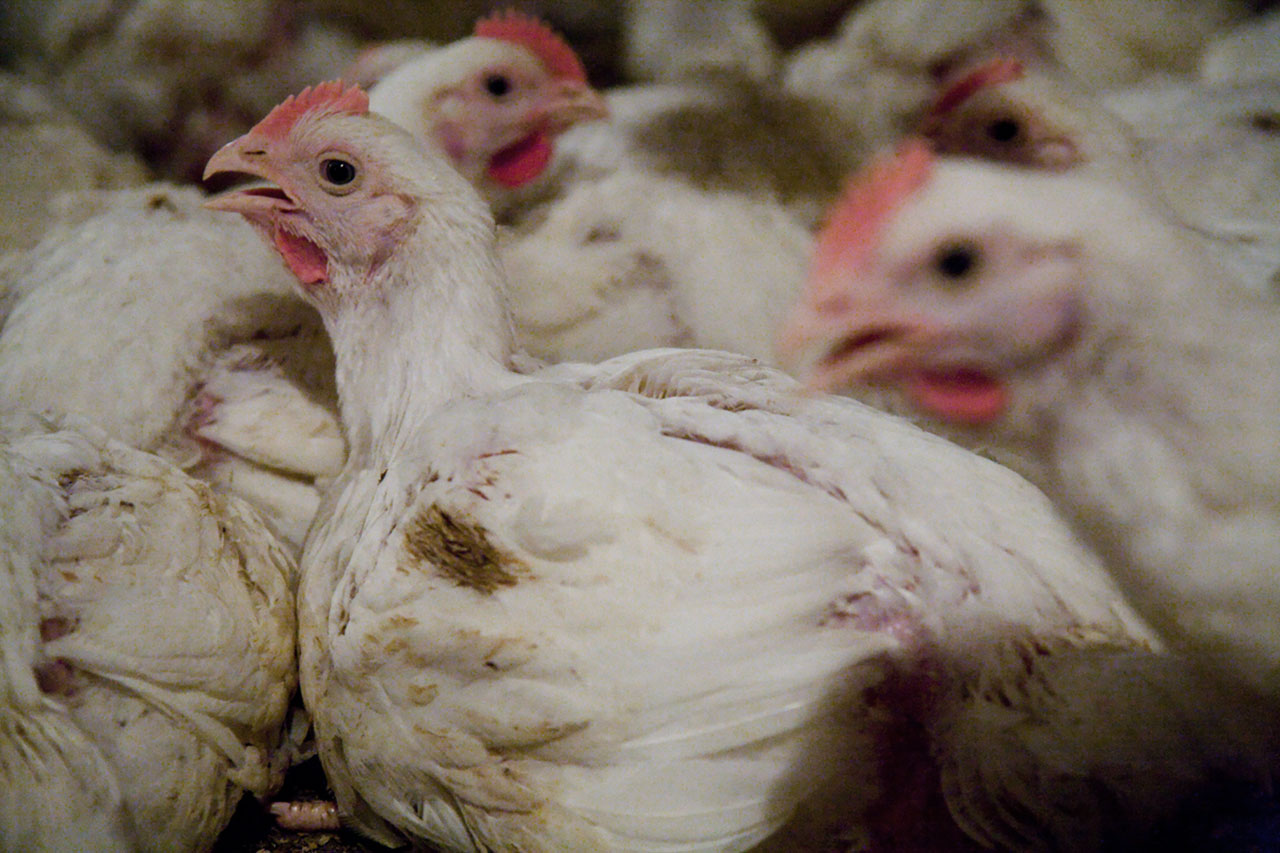 Stressed Broiler chickens in an intensive farm
