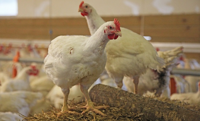two chickens standing on a hay bail in an indoor higher welfare farm