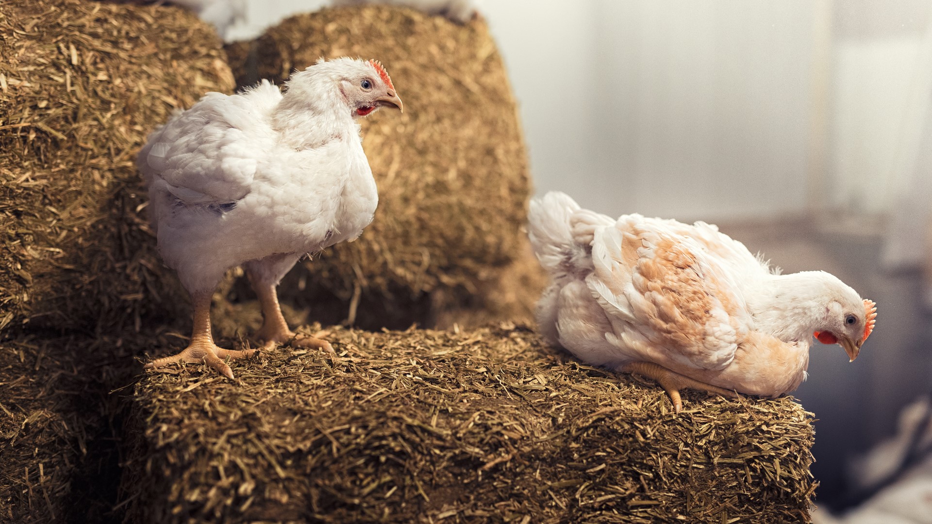 Two chickens on a hay bail in an indoor higher welfare farm